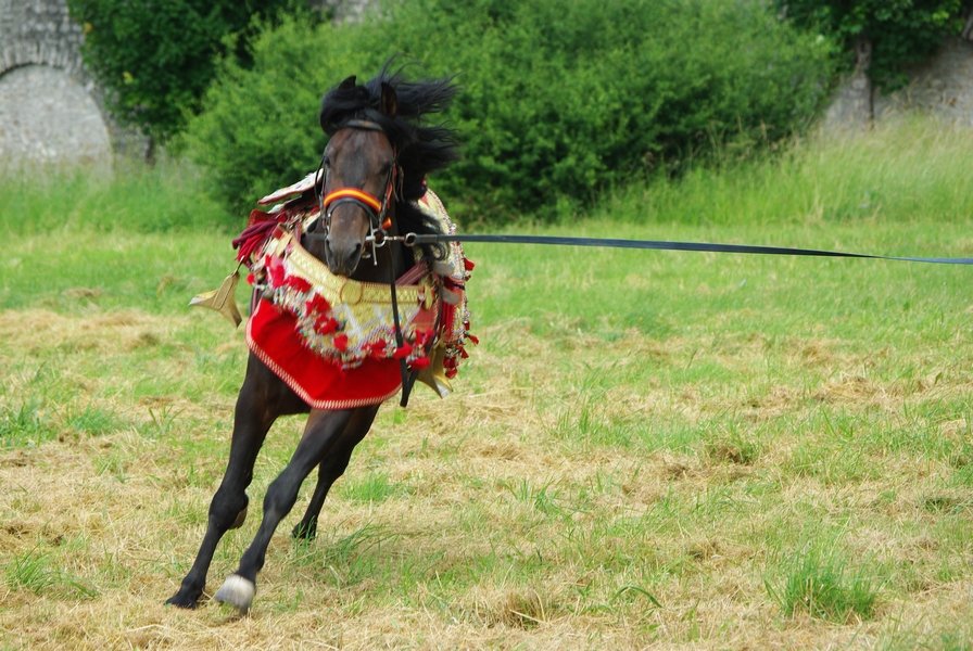 Le Moussem des Cultures 2008 072.jpg